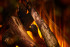 New Forest 1600 with Deluxe Real logs в Челябинске