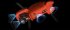 Квадрокоптер Autel Evo II Pro 6K RTK в Челябинске